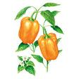 Botanical illustration of two glossy orange bell peppers hanging from a leafy stem, alongside a small white star-shaped flower with a yellow centre, set against a plain white background.