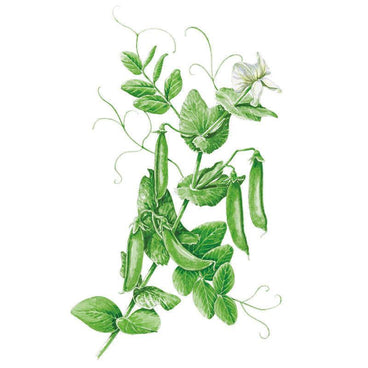 Detailed botanical illustration of a Sugar Snap pea vine with lush leaves, white blossoms, delicate tendrils, and plump green pea pods on a white background