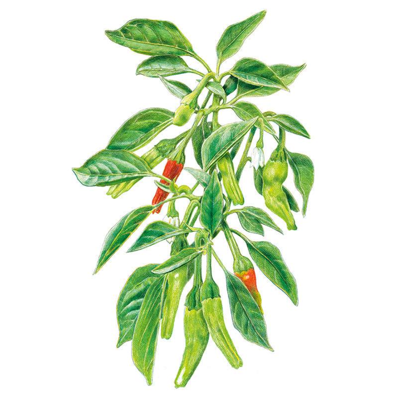 Botanical illustration of a shishito chile pepper plant with slender green leaves, small white flowers, and clusters of long thin pods ripening from green to red, on a white background.