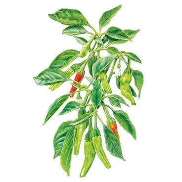 Botanical illustration of a shishito chile pepper plant with slender green leaves, small white flowers, and clusters of long thin pods ripening from green to red, on a white background.