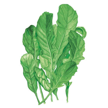 Botanical illustration of Astro arugula showing a bundle of long, deeply lobed green leaves with pale central veins and water droplets on the surface, set against a plain white background.