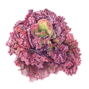 Botanical illustration of a Red Sails leaf lettuce head, its ruffled, deeply frilled leaves deep burgundy-red at the edges shading into pale green toward the tightly curled centre.