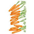 Illustration of small, slender orange carrots arranged in overlapping rows, each with fine feathery green tops still attached, shown on a white background.
