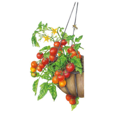 Illustration of a trailing cherry tomato plant in a hanging basket, showing clusters of red and ripening orange-green fruit, yellow flowers, green foliage and a bee hovering near the wire hanger.