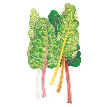 Botanical illustration of rainbow chard showing four crinkled green leaves with contrasting stems in white, pink, yellow and red, veined to match each stalk colour.