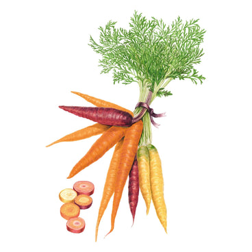 Botanical illustration of a bundled carrot harvest with feathery green tops, showing orange, deep purple, and pale yellow roots, alongside sliced cross-sections revealing contrasting inner colours.