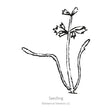 Line drawing of a young carrot seedling labelled "Seedling," showing two slender curved cotyledon leaves and a central stem topped with a few small serrated true leaves.