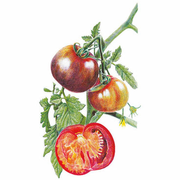 Botanical illustration of Black Krim tomatoes on the vine, showing a ripe dark reddish-purple fruit beside a still-ripening yellow-orange one, with a halved tomato in front revealing red flesh and seed cavities, surrounded by green foliage and a small yellow blossom.