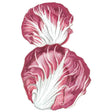 Illustrated pair of Palla Rossa Mavrik radicchio leaves, showing deep maroon-red coloring with prominent white veining, against a plain white background.