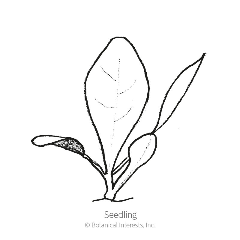 Line drawing of a young radicchio seedling with three elongated oval leaves branching from a short central stem, labeled "Seedling" beneath the illustration.