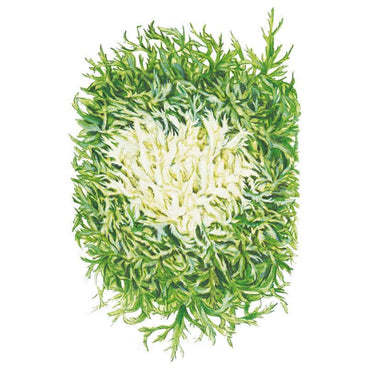 Botanical illustration of an Olesh Tres Fine endive head, showing finely frilled, ragged-edged green outer leaves surrounding a pale, blanched creamy-white heart at the centre.