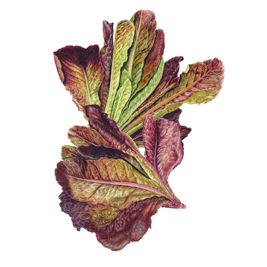 Botanical illustration of Rouge d'Hiver romaine lettuce showing loose, elongated leaves with prominent lime-green midribs shading into deep wine-red, ruffled edges, set against a plain white background.