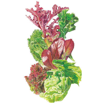 Botanical illustration of a colorful variety of mesclun lettuce leaves—including green, red, and speckled varieties—on a white background, for Gourmet Baby Greens Mesclun Lettuce Seeds.