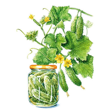 Illustration of Hokus gherkin cucumber plants with curling tendrils, yellow flowers and small spiny green fruit on the vine, beside a glass jar packed with pickled gherkins.