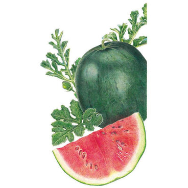 Botanical illustration of a Sugar Baby watermelon showing a whole dark green fruit with lobed vine leaves, alongside a cut wedge revealing red, seeded flesh and pale rind.
