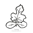Line drawing of a watermelon seedling, showing two rounded oval cotyledon leaves at the base beneath a taller, lobed true leaf with visible veins, labeled "Seedling."