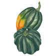 Botanical illustration of two dark green, deeply ribbed acorn squash stacked together, one showing a streak of orange-and-green blush along its side, set against a plain white background.