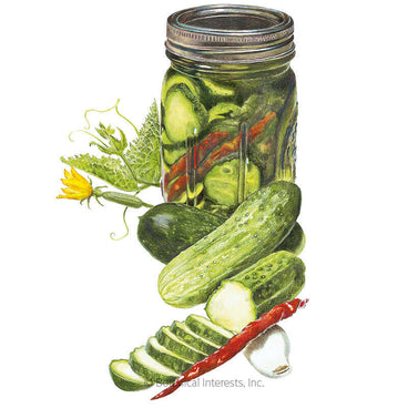 Botanical illustration of pickling cucumbers at various stages, whole and sliced, with a yellow blossom and curling tendril, a dried red chili, garlic clove, and a filled Mason jar of pickles with a red pepper strip visible inside.