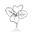 Black-and-white line drawing of a young kale seedling with three rounded, textured leaves branching from a pair of thin roots, labeled "Seedling" beneath the illustration.