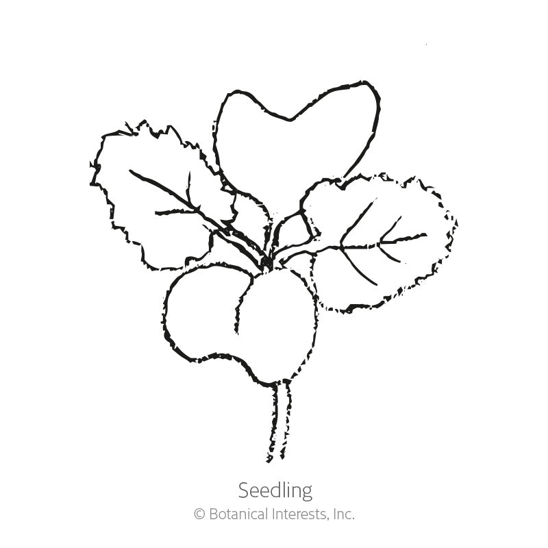 Black-and-white line drawing of a young kale seedling with three rounded, textured leaves branching from a pair of thin roots, labeled "Seedling" beneath the illustration.