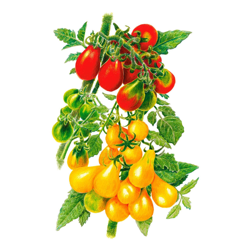 Botanical illustration of a pear-shaped cherry tomato vine bearing clusters of glossy red and yellow teardrop-shaped fruit at various stages of ripeness, including unripe green tomatoes, among serrated green leaves.