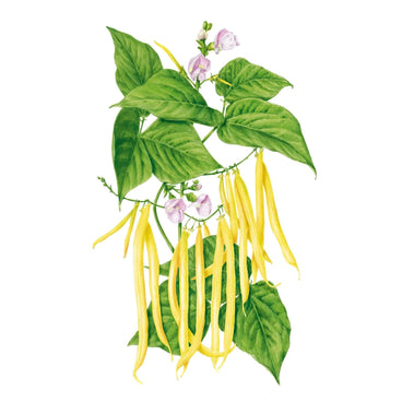 Illustration of a Gold Rush bush bean plant with green leaves, pink flowers, and long yellow bean pods on a white background