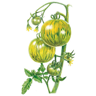 Botanical illustration of Green Zebra tomatoes on the vine, showing green and yellow striped fruit at varying stages alongside yellow flowers and serrated leaves.