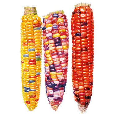 Illustration of three husked Painted Hill corn cobs side by side, each showing densely packed kernels in a distinct mix of colours: golden yellow flecked with red and blue, a rainbow blend of purple, pink and cream, and deep solid red with dark purple accents.