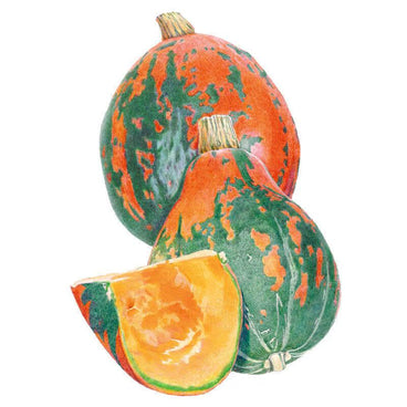 Illustration of two Lakota winter squash with mottled green and orange skin, alongside a cut wedge revealing deep orange flesh and a thin green-orange rind.