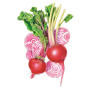 Illustration of Chioggia beets with leafy green tops still attached, some whole with smooth red skin and others sliced open to reveal the concentric pink-and-white candy-cane rings inside.