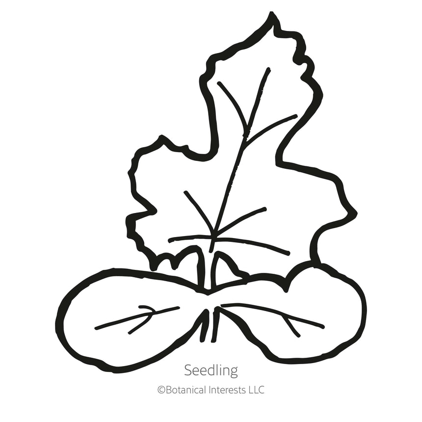 Black and white line drawing of a watermelon seedling, showing two rounded oval cotyledon leaves beneath a single lobed, jagged-edged true leaf, labeled "Seedling".