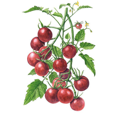 Botanical illustration of Chocolate Cherry tomatoes, showing clusters of glossy deep red-brown fruit alongside small yellow flowers and one unripe green tomato on a leafy vine, set against a plain white background.