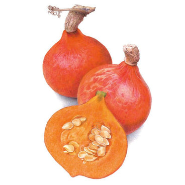 Botanical illustration of two whole Red Kuri winter squash with teardrop shapes, mottled orange-red skin and curled woody stems, alongside a halved squash showing bright orange flesh and a cluster of pale seeds.