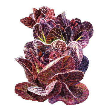 Illustrated head of Truchas mini-romaine lettuce showing tightly layered, deep burgundy-red leaves with pale green veining and ruffled, glossy-textured edges, set against a plain white background.