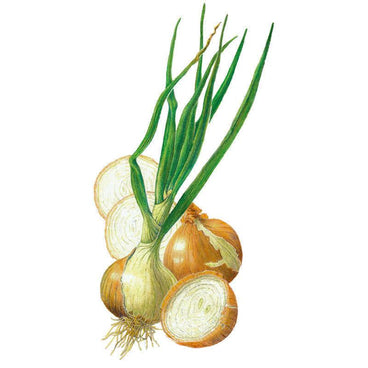 Botanical illustration of Walla Walla onions with papery golden-brown skins, tall green stalks, thin white roots, and two bulbs sliced open to reveal the pale layered flesh inside.