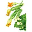 Botanical illustration of Costata Romanesco squash showing ridged pale-green fruit with mottled stripes, two orange trumpet-shaped blossoms, round pale-fleshed cross-sections, and a large lobed leaf.