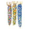 Three ears of Glass Gem flint corn illustrated with dried husks pulled back, each cob covered in translucent, jewel-toned kernels in shades of blue, orange, pink, green and white.