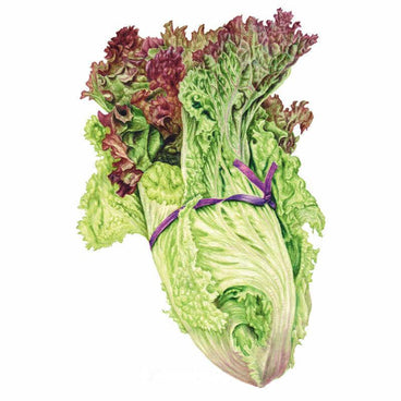 Botanical illustration of a New Red Fire lettuce head tied with purple twine, showing frilled, ruffled leaves that shift from pale green at the base to deep burgundy-red at the curled tips.