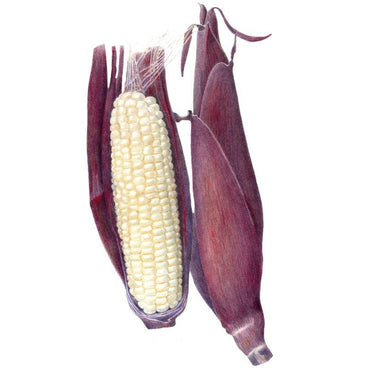 Botanical illustration of two Martian Jewels sweet corn ears with deep purple husks, one peeled back to reveal pale creamy-white kernels beneath the silk.