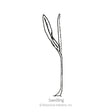 Line drawing of a young corn seedling with one narrow curled leaf and a slender upright blade rising from a single thin stem, labeled "Seedling."