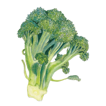 Detailed botanical illustration of a Belstar broccoli head showing tight blue-green florets clustered atop thick pale green stalks, with a small side shoot and a cut base revealing the pale interior.