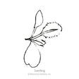 Line drawing labeled "Seedling" showing a young broccoli plant with a single serrated true leaf and paired rounded seed leaves atop a slender stem, illustrated in simple black ink on a white background.