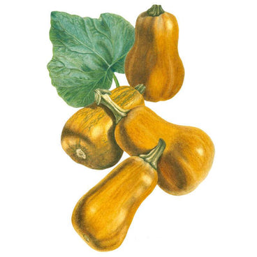 Botanical illustration of four bulbous, tan-orange Honeynut squash with pale striping and curved stems, clustered beneath a single large lobed green leaf on a white background.