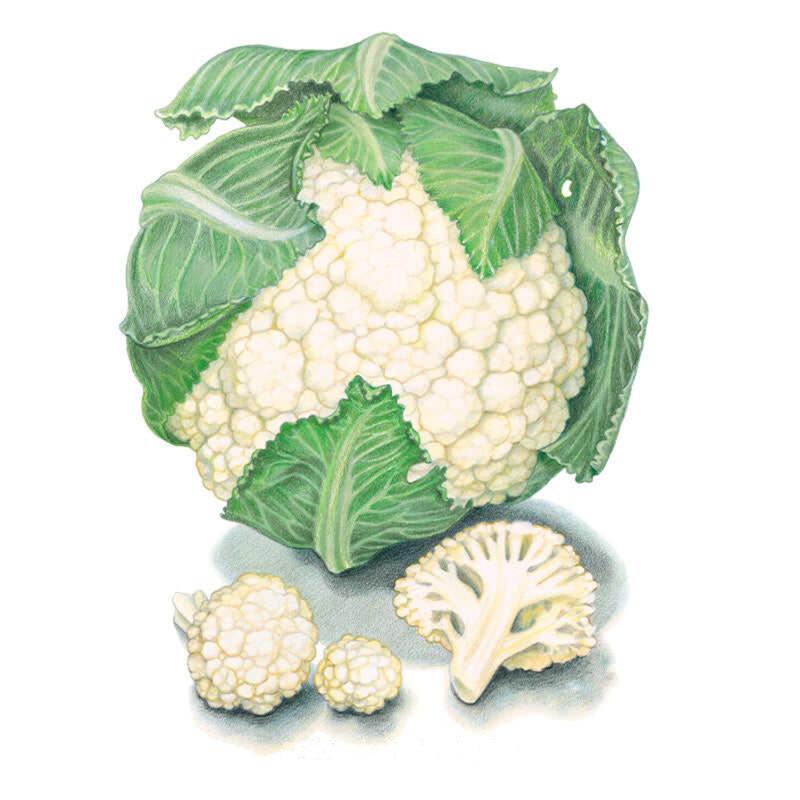 Illustration of a Snowball Y cauliflower with curling green outer leaves framing a dense white curd, alongside a cross-section showing the branching stalk and two small loose florets in front.