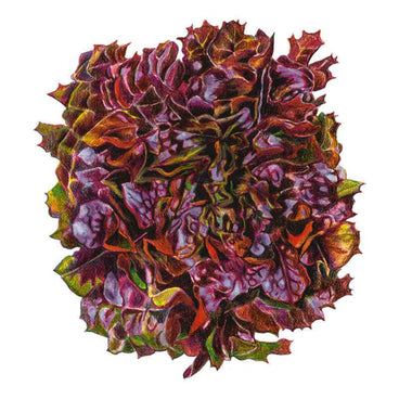 Detailed illustration of a Brentwood leaf lettuce head with tightly ruffled, deeply frilled leaves in shades of burgundy, purple and green, shown against a plain white background.