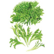 Botanical illustration of Ezrilla leaf lettuce showing a dense, tightly frilled round head above a loose bunch of deeply serrated, curly green leaves on pale stems, set against a plain white background.