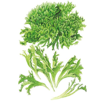 Botanical illustration of Ezrilla leaf lettuce showing a dense, tightly frilled round head above a loose bunch of deeply serrated, curly green leaves on pale stems, set against a plain white background.