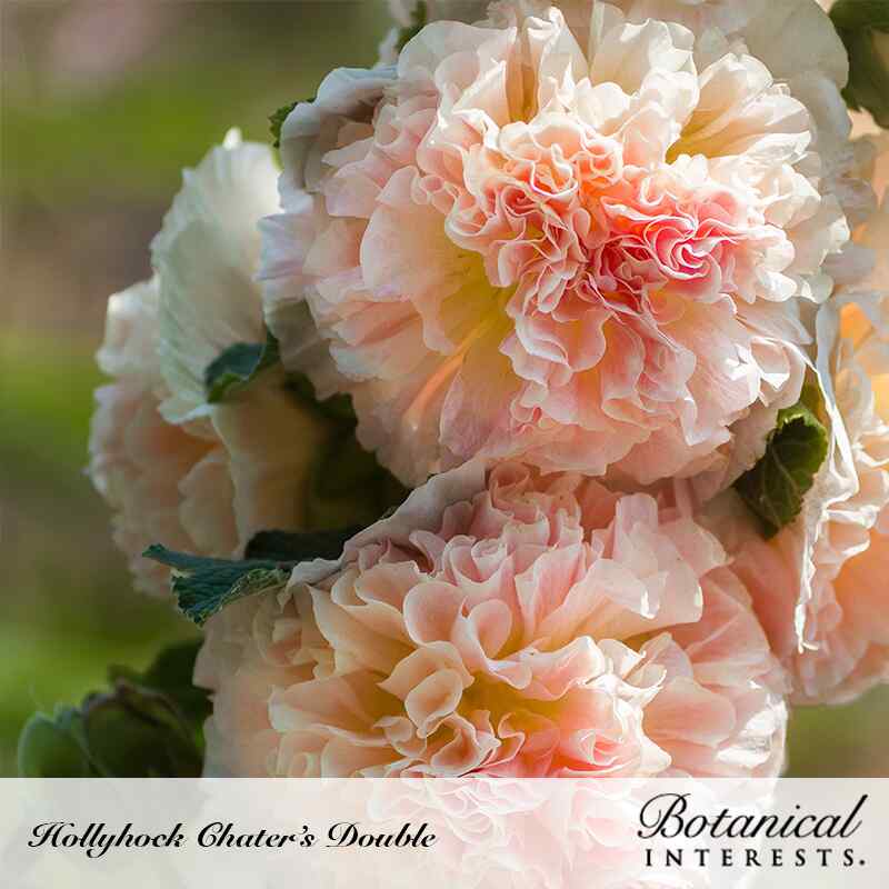 Close-up of Chater's Double Hollyhock blooms showing tightly ruffled, peony-like petals in blush pink with a deeper rose-colored center, clustered along the stem against a softly blurred green garden backdrop.
