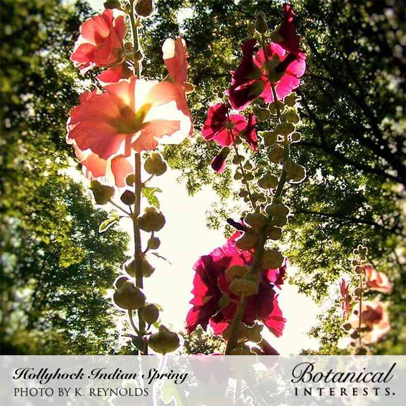 Tall Indian Spring hollyhock stalks with ruffled pink and deep magenta blooms and rows of round seed pods, backlit by sunlight filtering through overhead tree canopy.