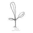 Black and white line drawing illustration of a young lettuce seedling plant with long leaves, labeled "Seedling" with the Botanical Interests LLC copyright logo below, isolated on a plain white background.